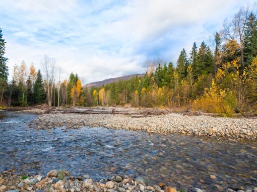 Hwy E backyard river flowing through forest