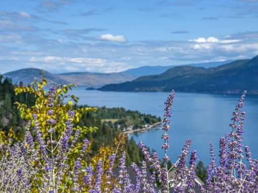 Madrid closeup of lavender with lake beyond